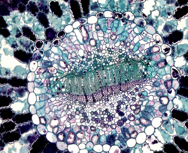 cell under microscope