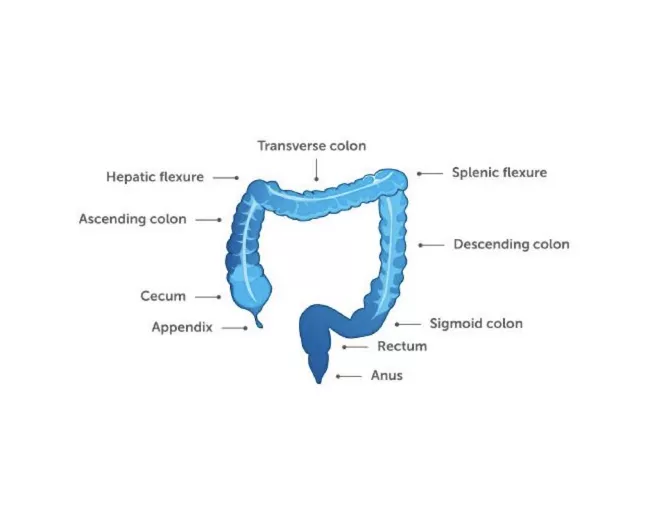 illustration of colon