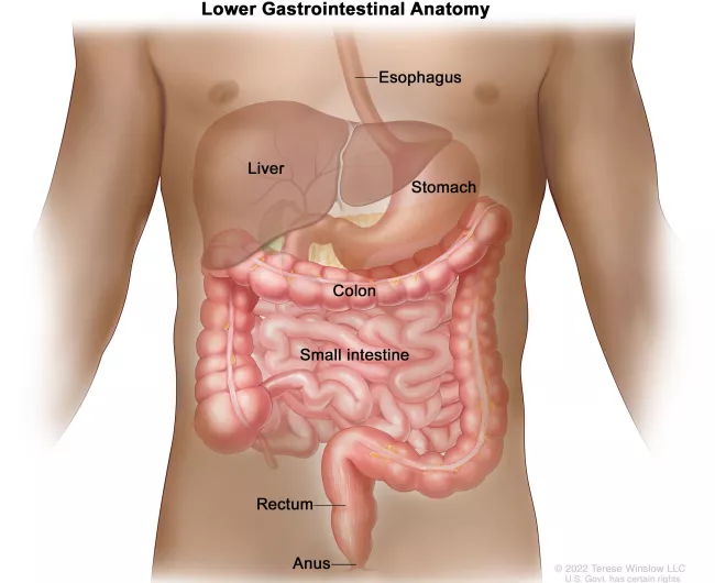 anatomy illustration of liver